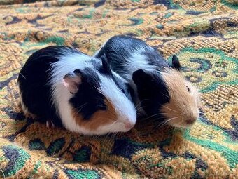 Morčátka - dvě samičky