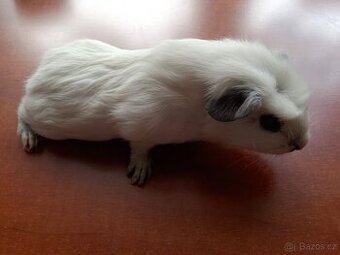 Morče morčata Cuy samec a samice