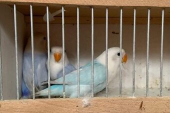 Agapornis Fischeri Dilute