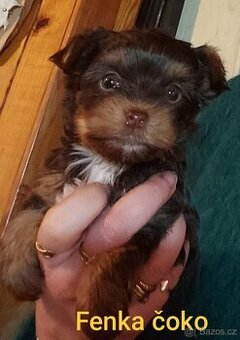 Jorkšírský teriér, kouzelná maličká štěňátka