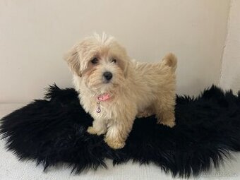 Maltipoo