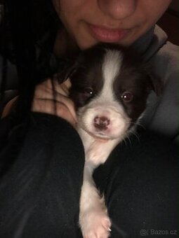 Štěňátka Border kolie