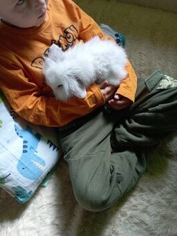 Zakrslý teddy králík-beránek