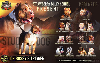 American bully XL - krásná miminka