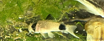 pancéřníček Panda - 1