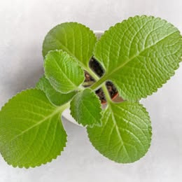 Prodám rýmovník (plectranthus, kubánské oregano, řecký eukal