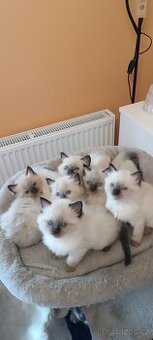 Ragdoll kotatka - 1