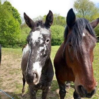 Appaloosa