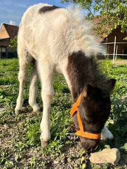 Pony kobylka
