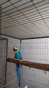 Ara Ararauna