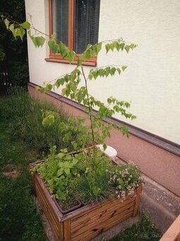 Bříza - 1