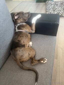 American bully a Staford