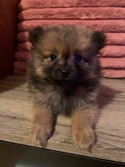 něměcký špic pomeranian