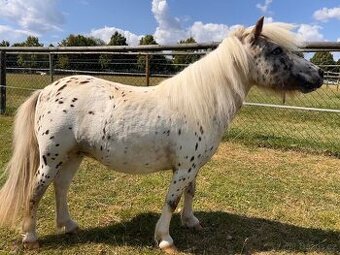 Prodám tříletou klisnu minihorse