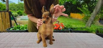 Rusky toy dlouhosrsty/civava/ prazsky krysarik
