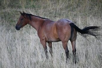 Quarter horse klisna