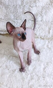 Kanadský sphynx