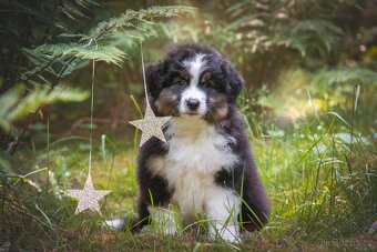 Miniaturní americký ovčák s PP