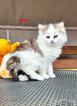 IHNED K ODBĚRU Vymazlená koťátka