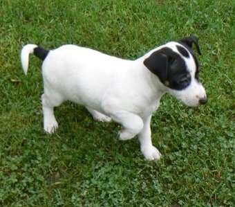 Jack Russell teriér, dvě štěňátka,chlapečci