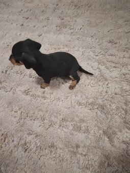 Jezevčík trpasličí