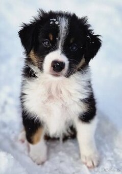 Australský ovčák s PP, black tricolor fena ihned k odběru
