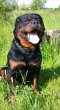 Rotvajler, rottweiler, RTW s PP – KE KRYTÍ