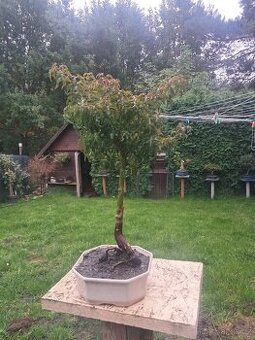 Bonsaj,bonsai Javor