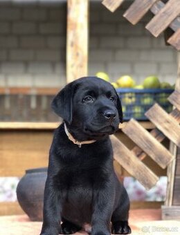 Labrador retriever – černá barva