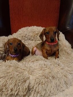 Jezevčík hladkosrstý trpasličí /králičí