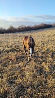 Prodám Welsh padr bret