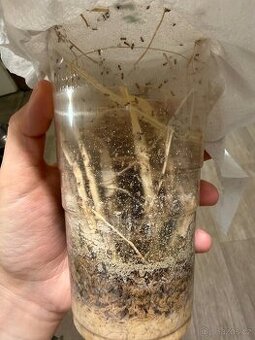 Octomilky (malé) - Drosophila melanogaster