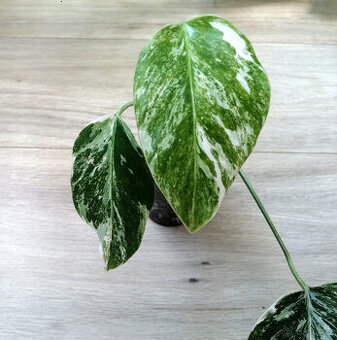 Monstera deliciosa variegata albo - 1