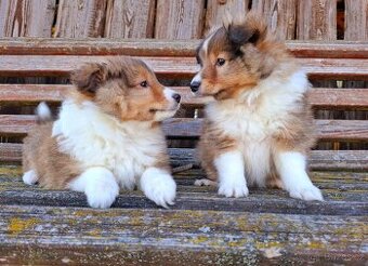 Šeltie - Sheltie