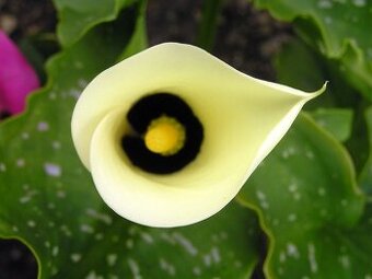 Zahradní kala (zantedeschia)