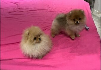 Pomeriana Boo