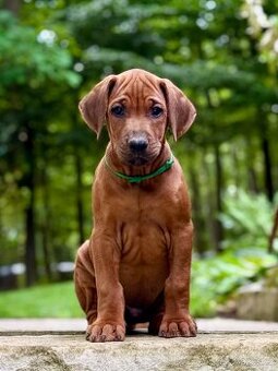 Rhodéský Ridgeback, kluci s PP