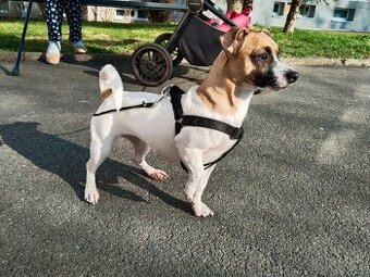 Jack Russell