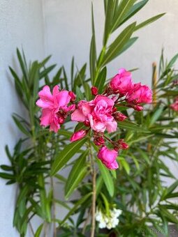 Oleander