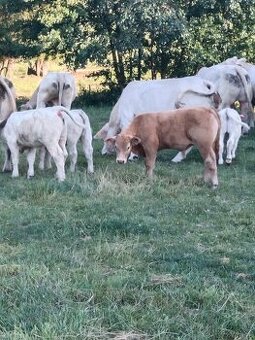 Prodej telat Charolais
