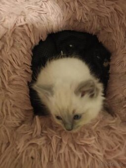 Ragdoll