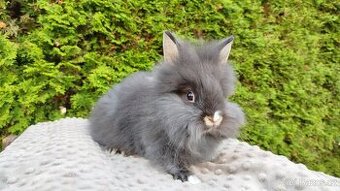 Zakrslý králík, králíček -(lvíček)-TOMMY