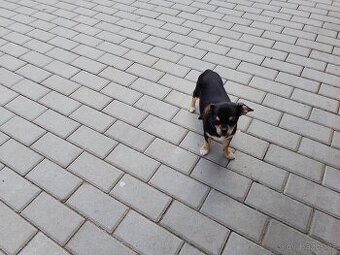 Čivava krátkosrstá,fenka.