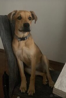 pitbul s rotvajler