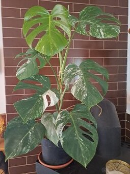 Panašovaná monstera