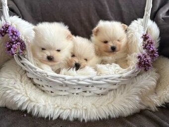 Pomeranianu/Pomerian