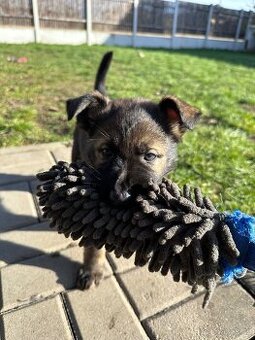 Německý ovčák - štěňatas PP