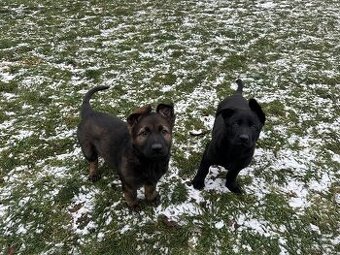 Německý ovčák - štěňatas PP