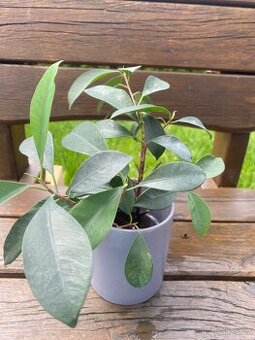 Fíkus malolistý (Ficus benjamina)