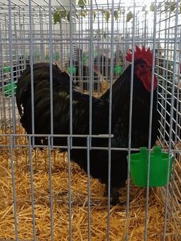 Kohouti Australka velká